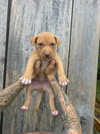 SR Puppy 4/21 - Photo 2