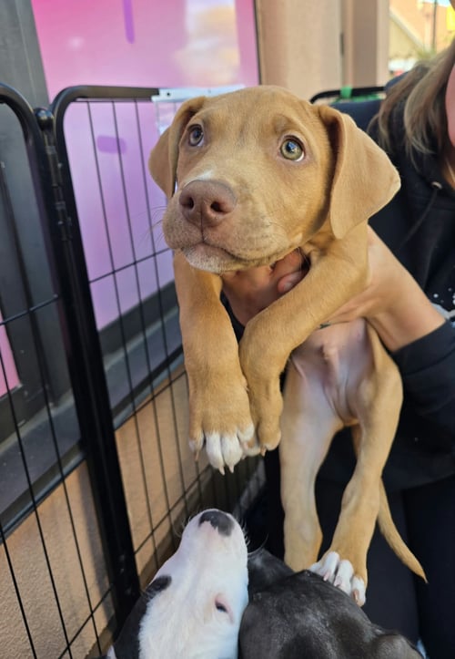 SR PUPPY 4/21 - American Pit Bull Terrier / American Staffordshire Terrier for adoption in Flint