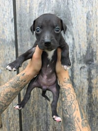 SR Puppy 14/21 - Photo 1
