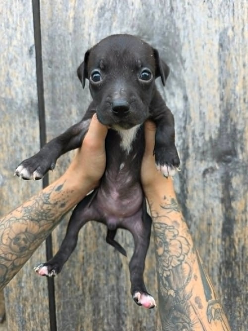 SR PUPPY 14/21 - American Pit Bull Terrier / American Staffordshire Terrier for adoption in Flint