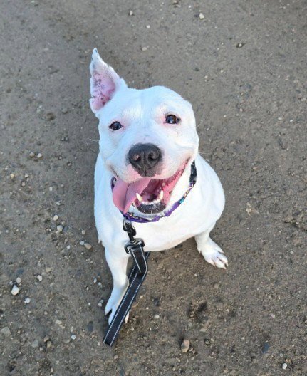 CREAM SODA - American Pit Bull Terrier / Staffordshire Bull Terrier for adoption in Flint