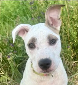 M11 MULBERRY - American Pit Bull Terrier / Catahoula Leopard Dog for adoption in Flint