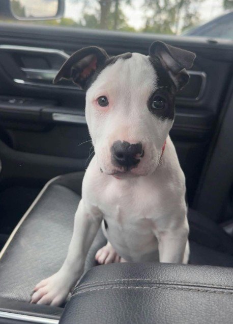 SR Puppy 16/21 Image