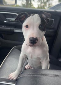 SR Puppy 16/21 - Photo 1