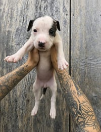 SR Puppy 16/21 - Photo 2