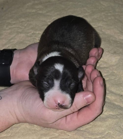 M11 BLACKBERRY - American Pit Bull Terrier / Catahoula Leopard Dog available for adoption