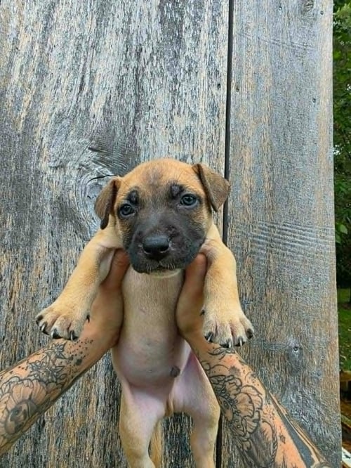SR PUPPY 17/21