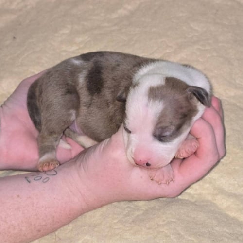 M11 BOYSENBERRY - American Pit Bull Terrier / Catahoula Leopard Dog available for adoption