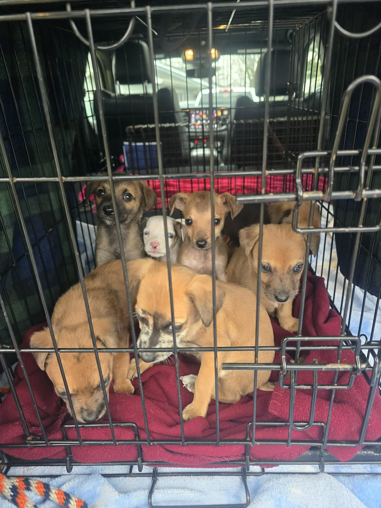 F18 SOY BEAN - Dachshund / Australian Shepherd for adoption in Flint