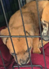 f18 Soy Bean - Photo 2