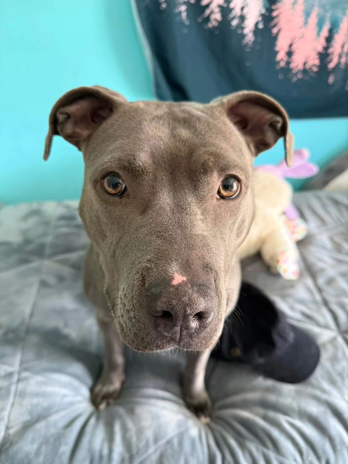 RERE - American Pit Bull Terrier / Staffordshire Bull Terrier for adoption in Flint