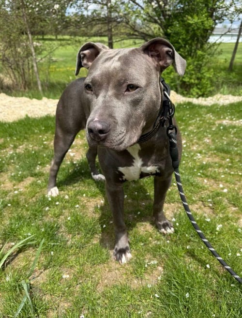 RERE - American Pit Bull Terrier / Staffordshire Bull Terrier for adoption in Flint