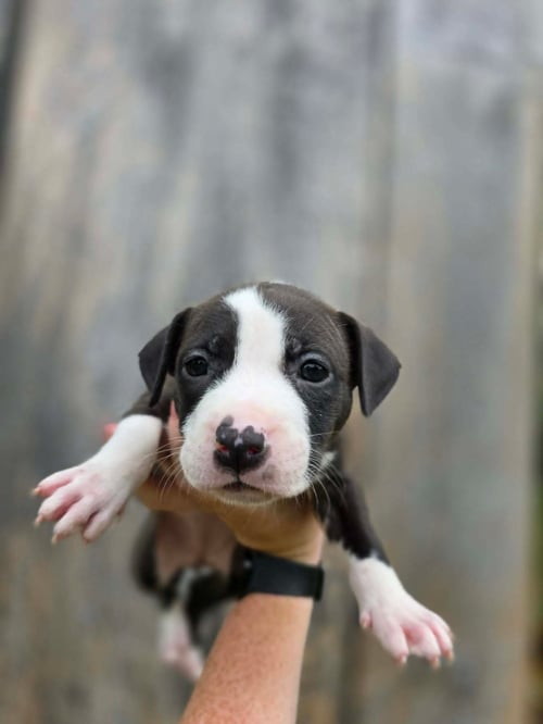 SR PUPPY 3/21 - PENDING