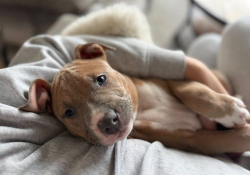 M11 MARIONBERRY - American Pit Bull Terrier / Catahoula Leopard Dog available for adoption