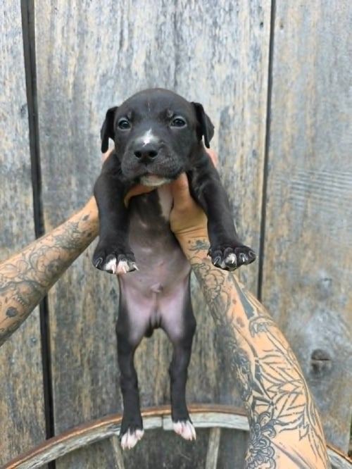 SR PUPPY 13/21 PENDING