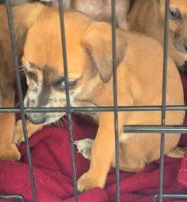 F18 LIMA BEAN (PENDING) - Dachshund / Australian Shepherd for adoption in Flint