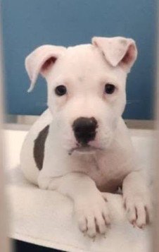 MOCHI - American Pit Bull Terrier for adoption in Flint