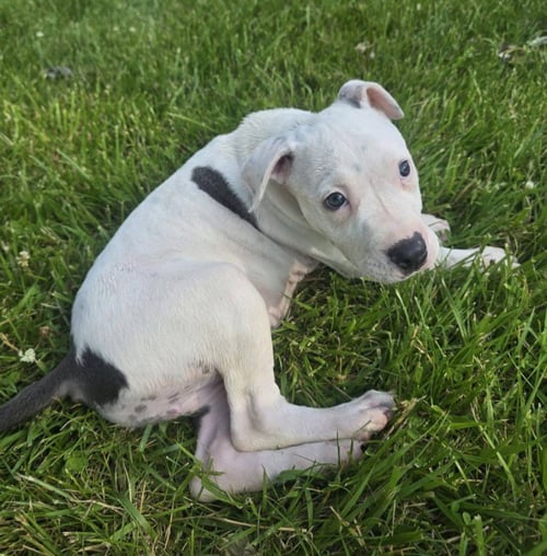 MOCHI - American Pit Bull Terrier available for adoption
