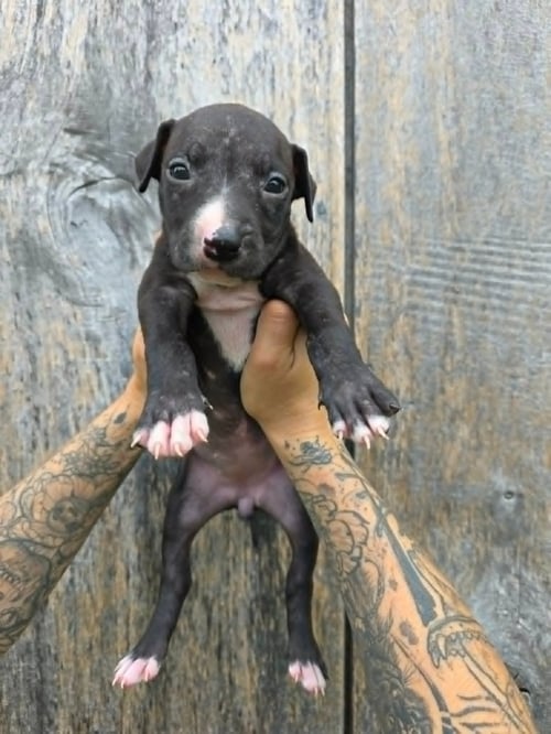 SR PUPPY 19/21 - American Pit Bull Terrier / American Staffordshire Terrier for adoption in Flint