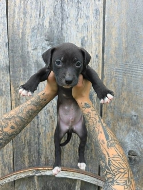SR PUPPY 6/21 - American Pit Bull Terrier / American Staffordshire Terrier for adoption in Flint