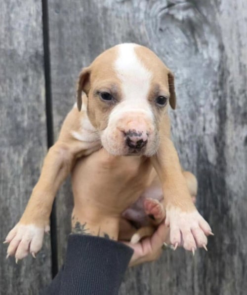 M11 ELDERBERRY - American Pit Bull Terrier / Catahoula Leopard Dog for adoption in Flint