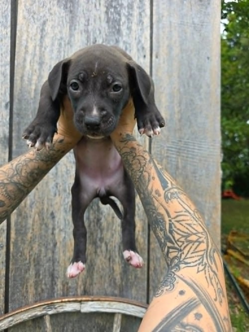 SR PUPPY 21/21 - American Pit Bull Terrier / American Staffordshire Terrier available for adoption