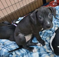 SR Puppy 21/21 - Photo 1