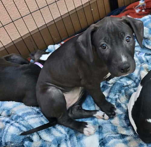 SR PUPPY 21/21 - American Pit Bull Terrier / American Staffordshire Terrier for adoption in Flint