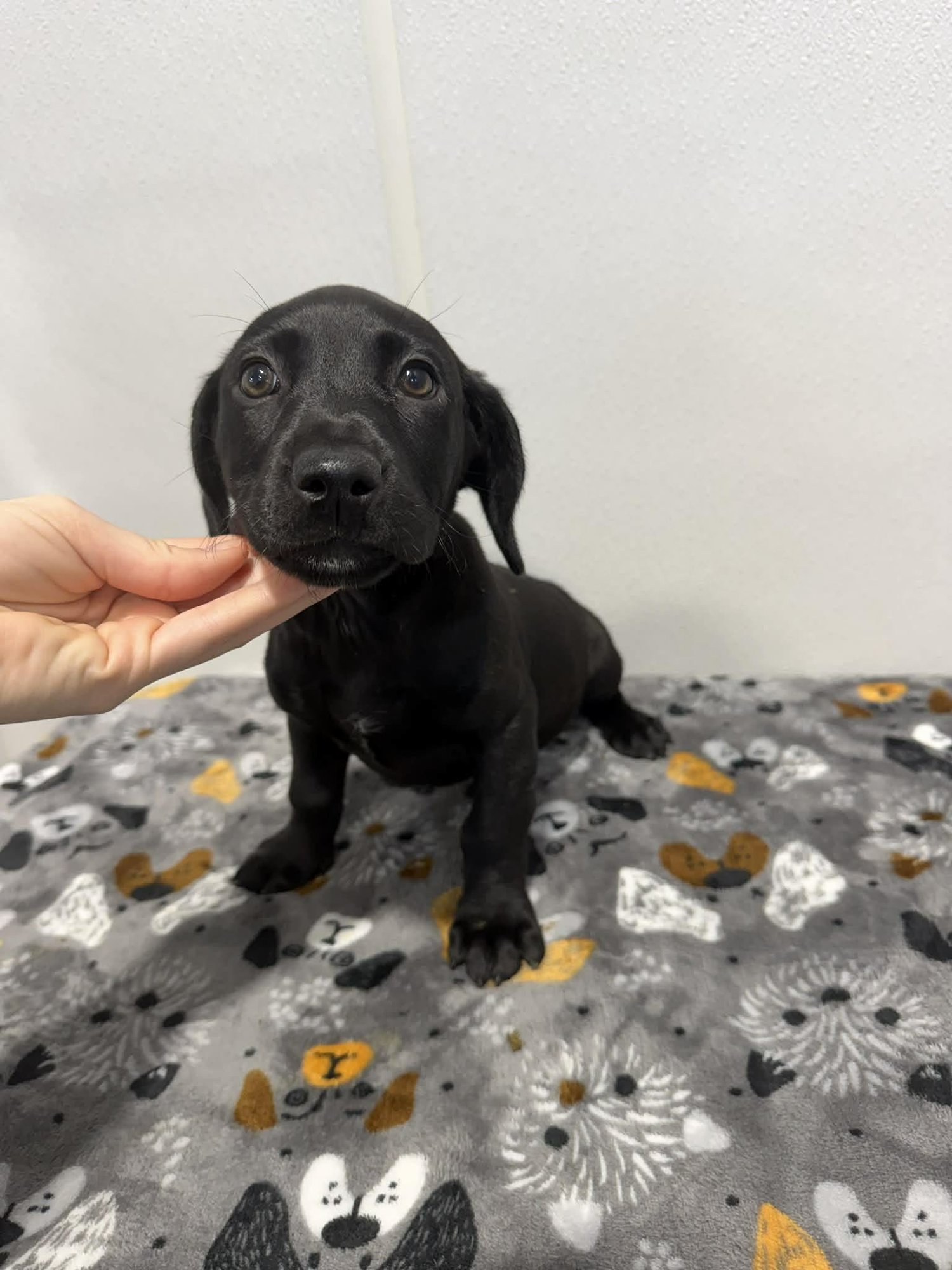 LILY (NY-SARAH) - Dachshund available for adoption