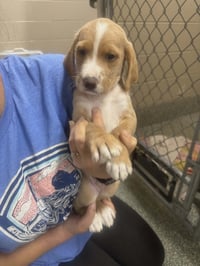 Tank (NY-Lia) *Smyrna-NY* - Photo 1