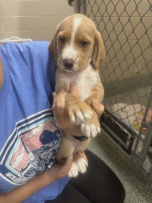 TANK (NY-LIA) *SMYRNA-NY* - Labrador Retriever / Poodle (Standard) available for adoption