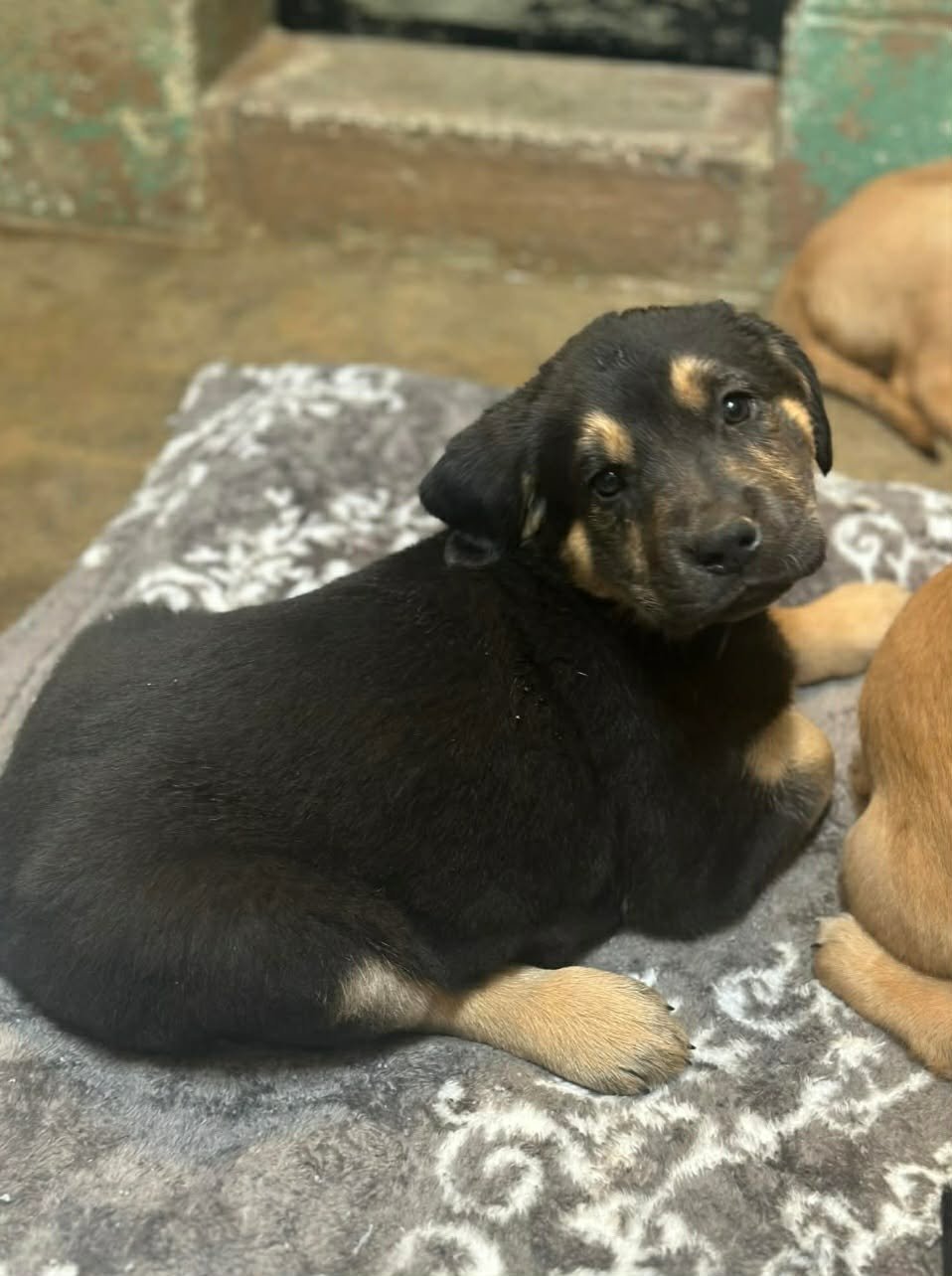 NOVA (NY-SARAH) - Rottweiler / Golden Retriever available for adoption