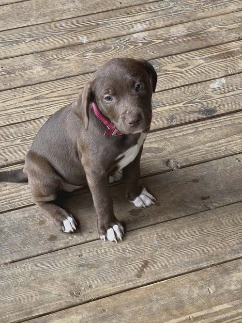 BETTY (NY-LIA) *YORKVILLE-NY* - Chocolate Labrador Retriever available for adoption