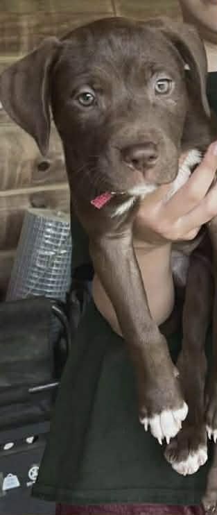 BETTY (NY-LIA) *YORKVILLE-NY* - Chocolate Labrador Retriever available for adoption