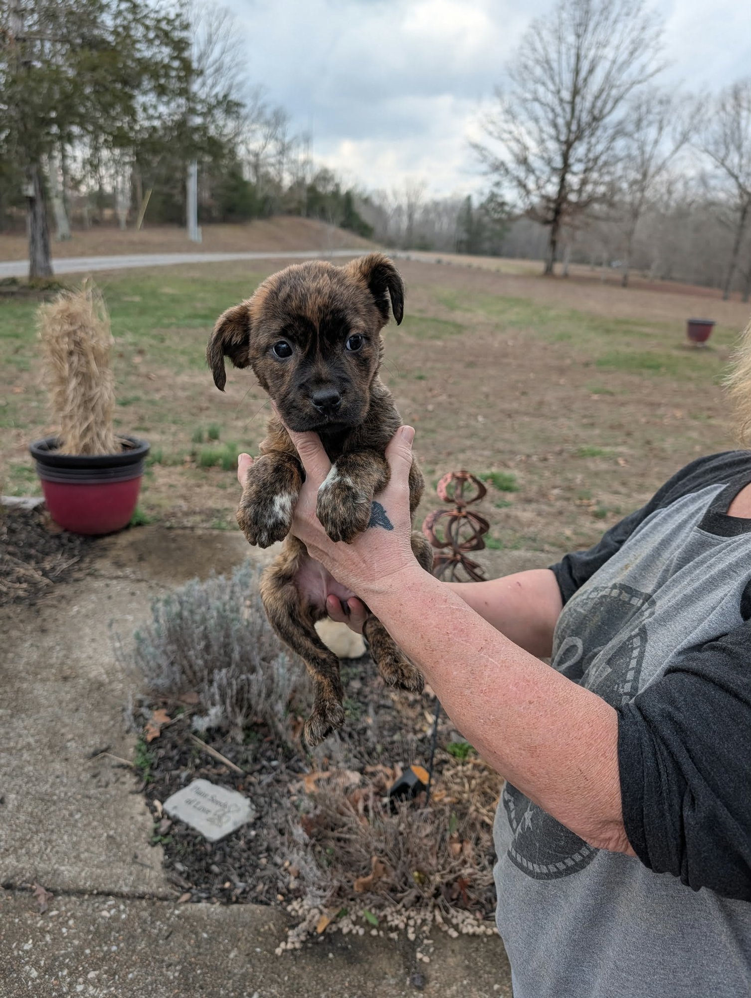 GRACIE (NY-SARAH) - Labrador Retriever / Boxer available for adoption