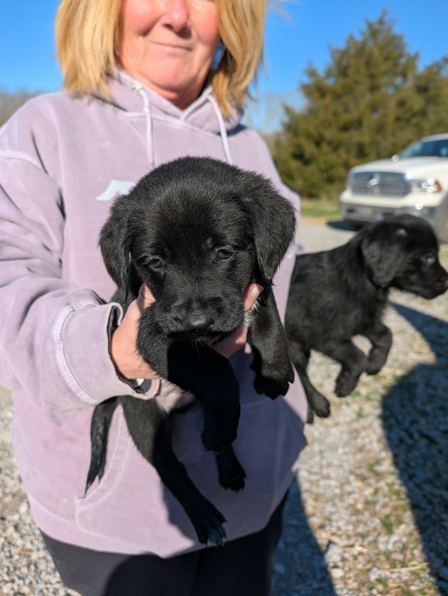 FIDO (NY-SHARI) - Labrador Retriever / Golden Retriever available for adoption