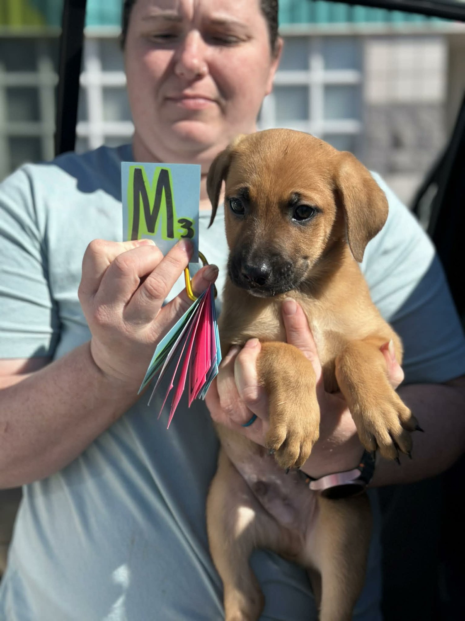 FRED (NY-SARAH) - Boxer / German Shepherd Dog available for adoption