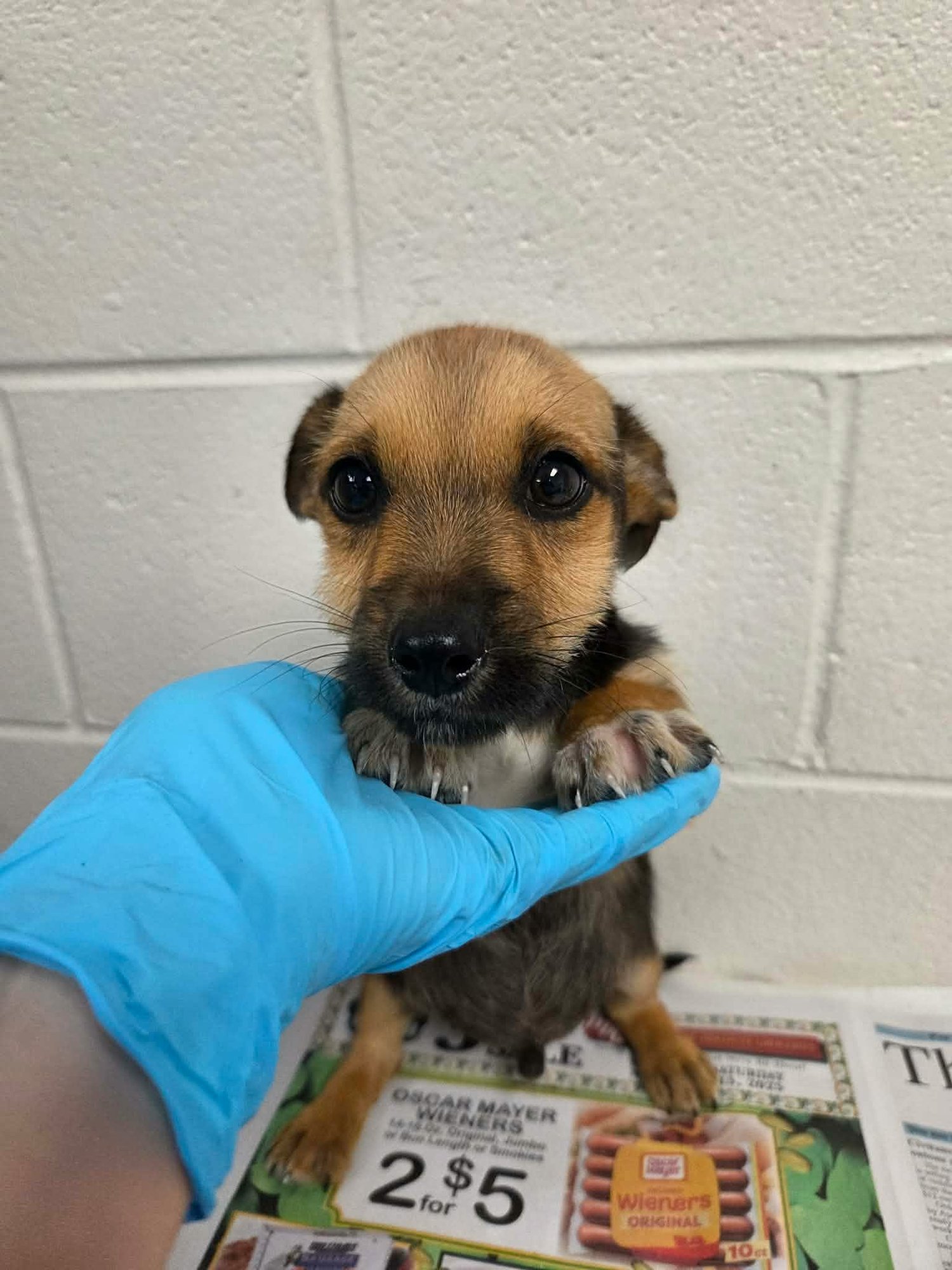 TUCKER (NY-SARAH) - Dachshund / Terrier available for adoption