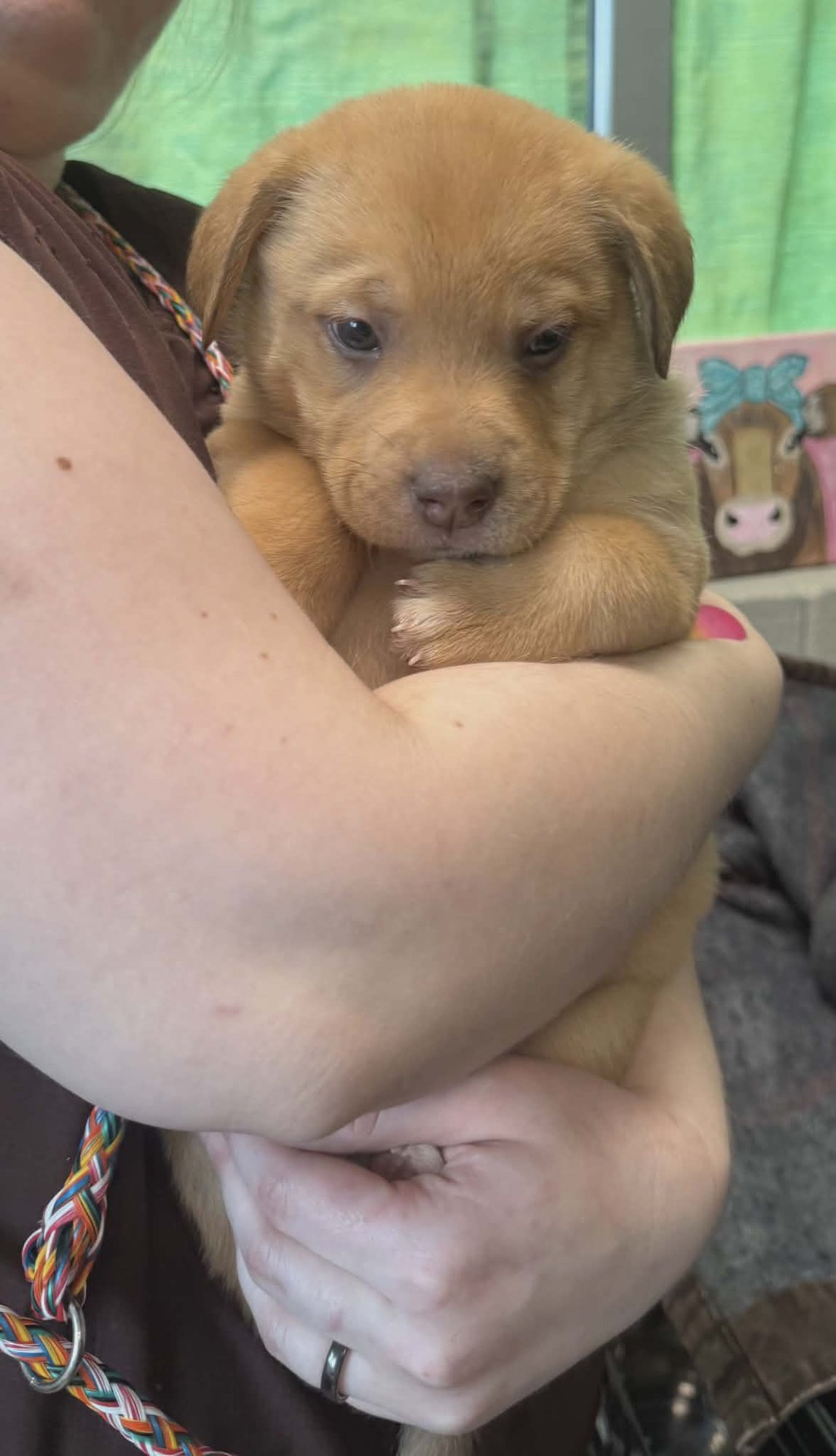 PENNY (NY-SARAH) - Labrador Retriever / Australian Shepherd available for adoption