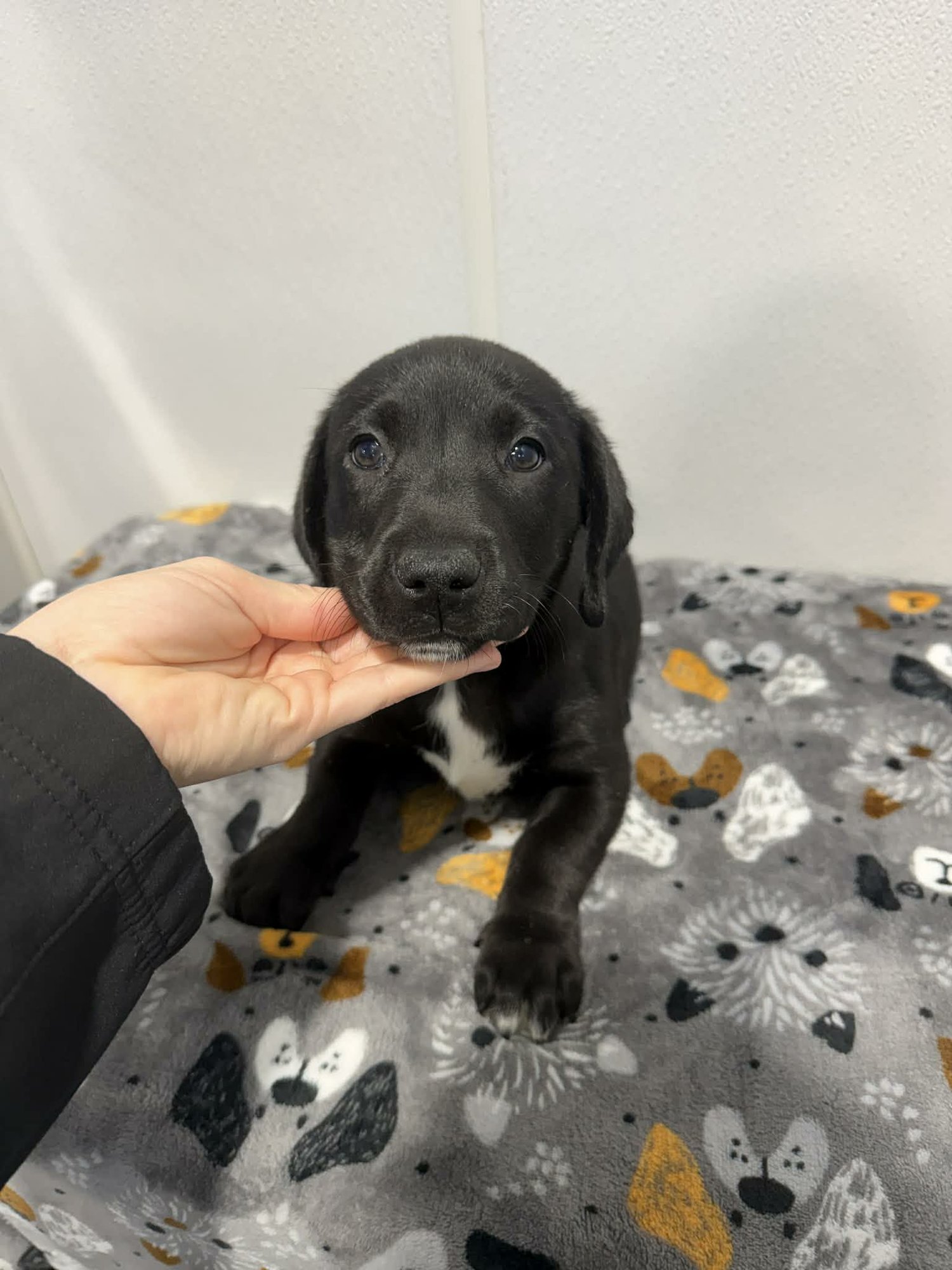 LYRIC (NY-SARAH) - Dachshund available for adoption