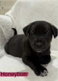 HONEYBUN (NY-SARAH) - Labrador Retriever available for adoption