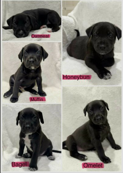 HONEYBUN (NY-SARAH) - Labrador Retriever available for adoption