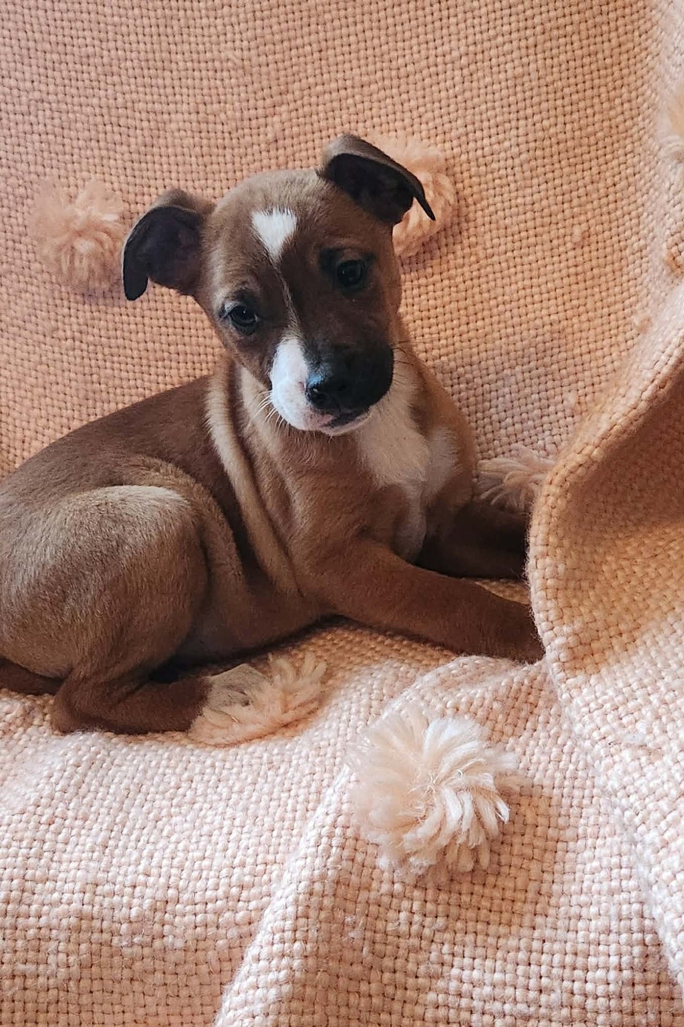 IRIS (NY-SHARI) - Pit Bull Terrier available for adoption