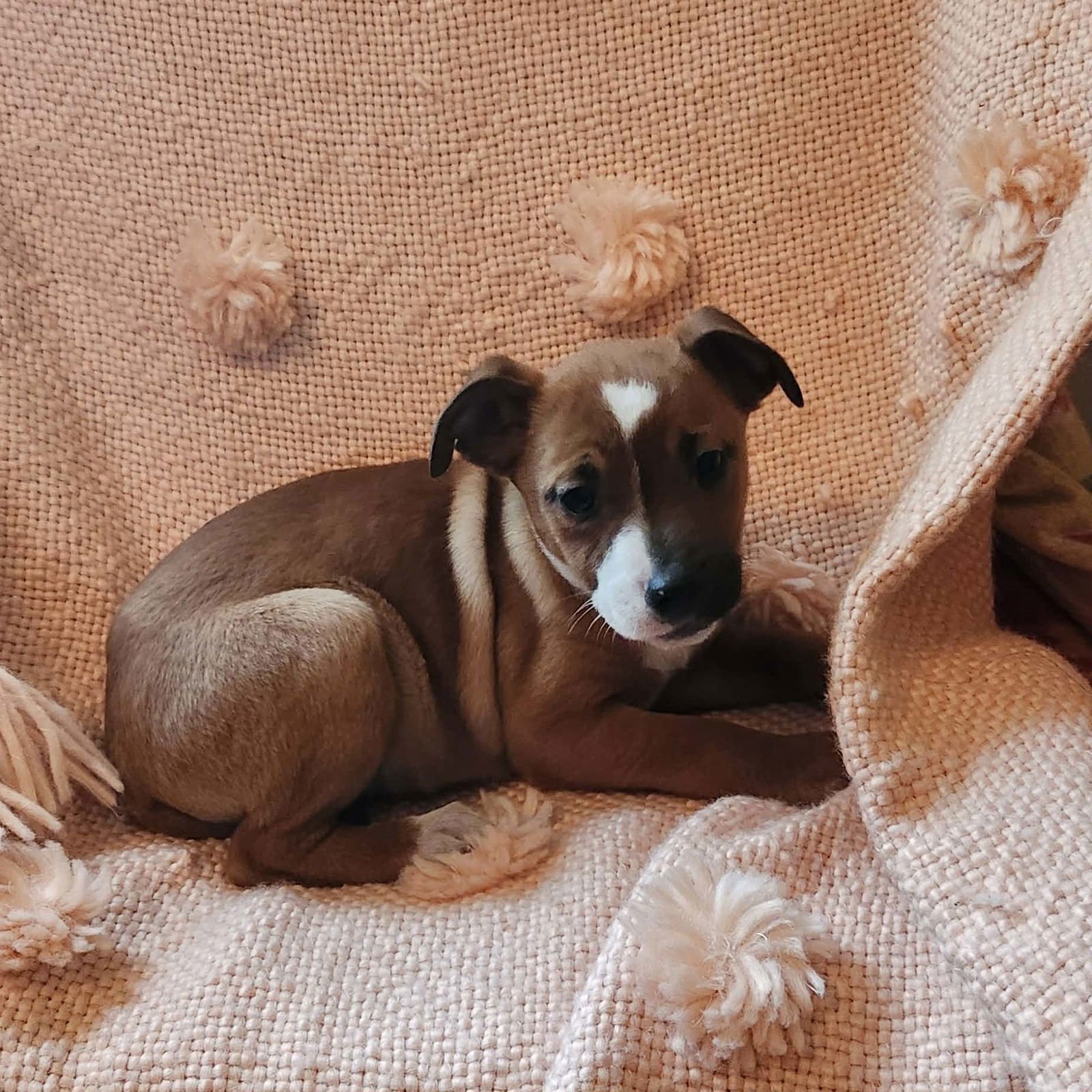 IRIS (NY-SHARI) - Pit Bull Terrier available for adoption