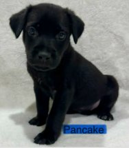 PANCAKE (NY-SARAH) - Labrador Retriever available for adoption