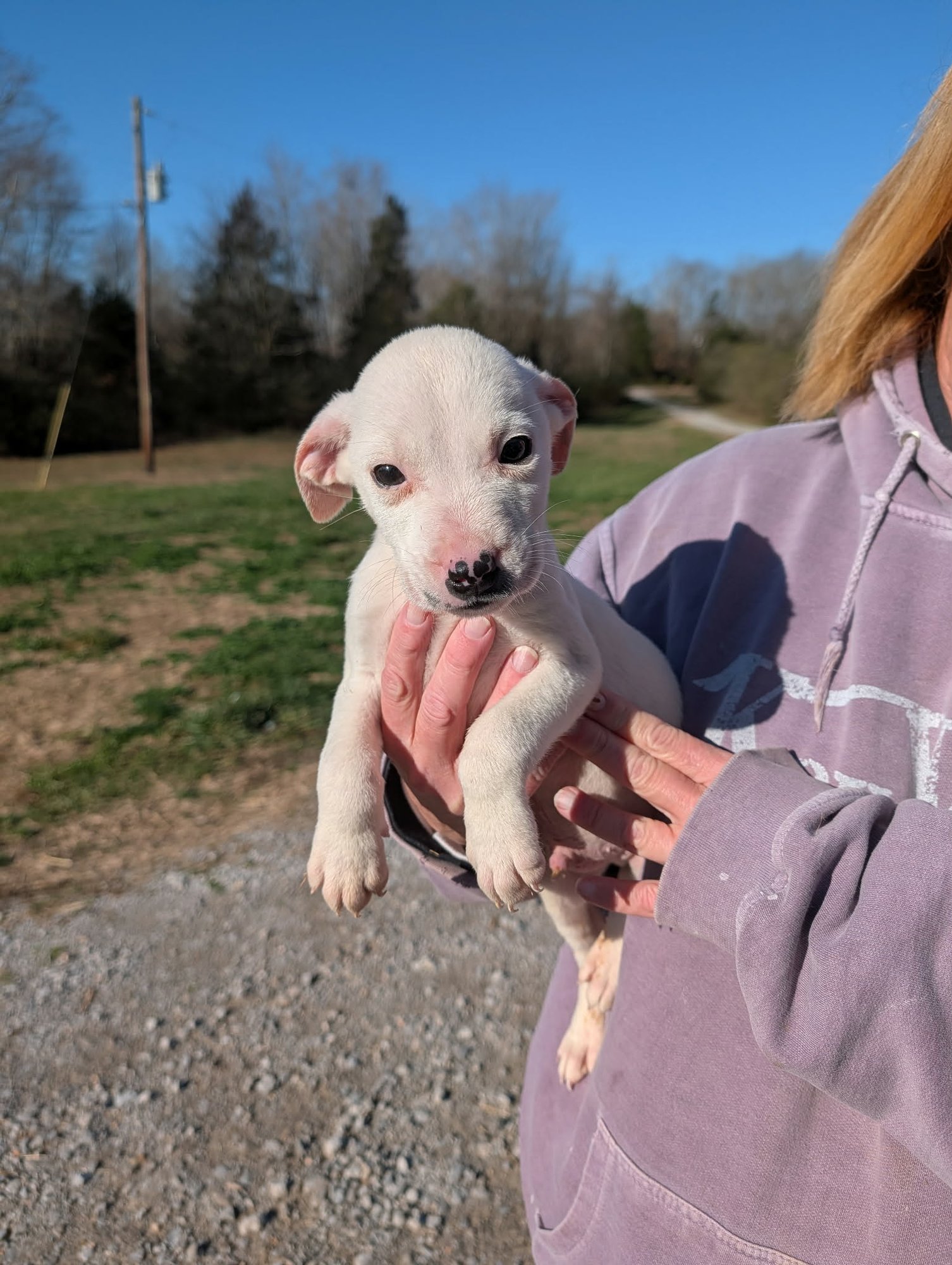 ICON (NY-SHARI) - Pit Bull Terrier available for adoption