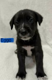 EGGO (NY-SARAH) - Labrador Retriever available for adoption