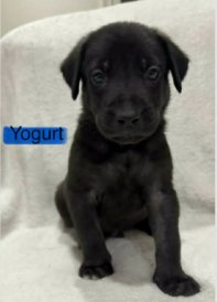 YOGURT (NY-SARAH) - Labrador Retriever available for adoption
