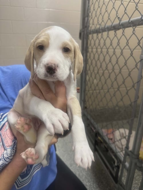 TAM (NY-LIA) *SMYRNA-NY* - Poodle (Standard) / Labrador Retriever available for adoption