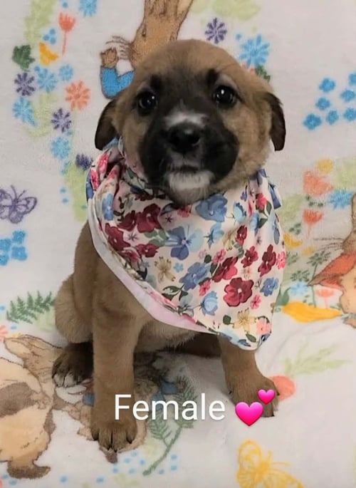 REBA (NY-LIA) *YORKVILLE-NY* - Labrador Retriever available for adoption